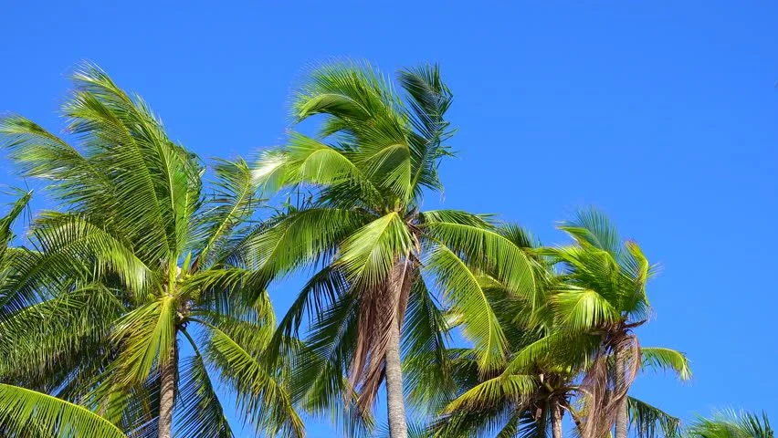 Swaying Coconut Palms