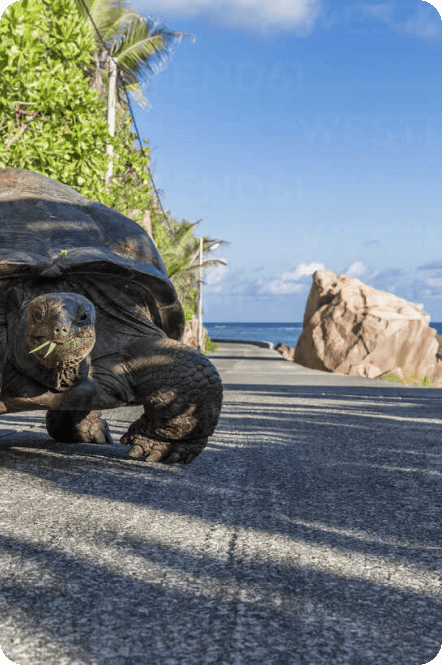 Prison Island - Turtle Island